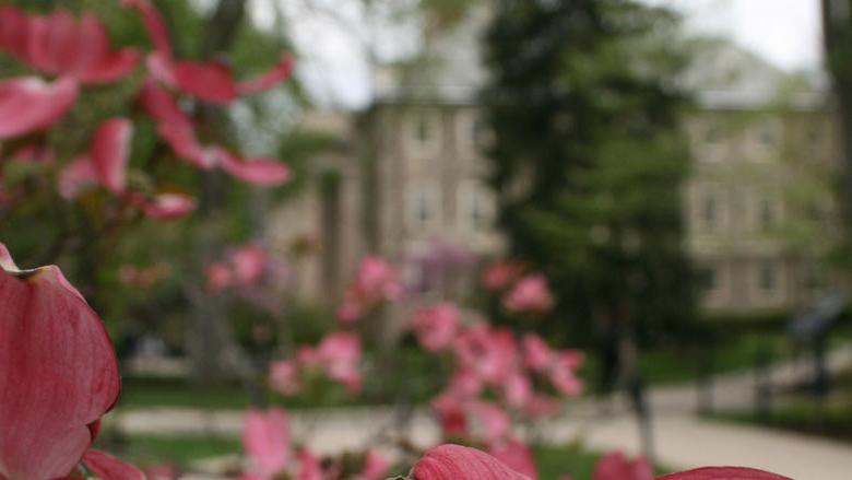 Old Main behind dogwood tree at Penn State